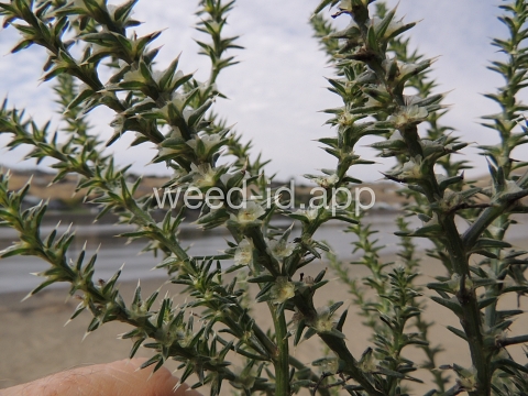 thistle, Russian
